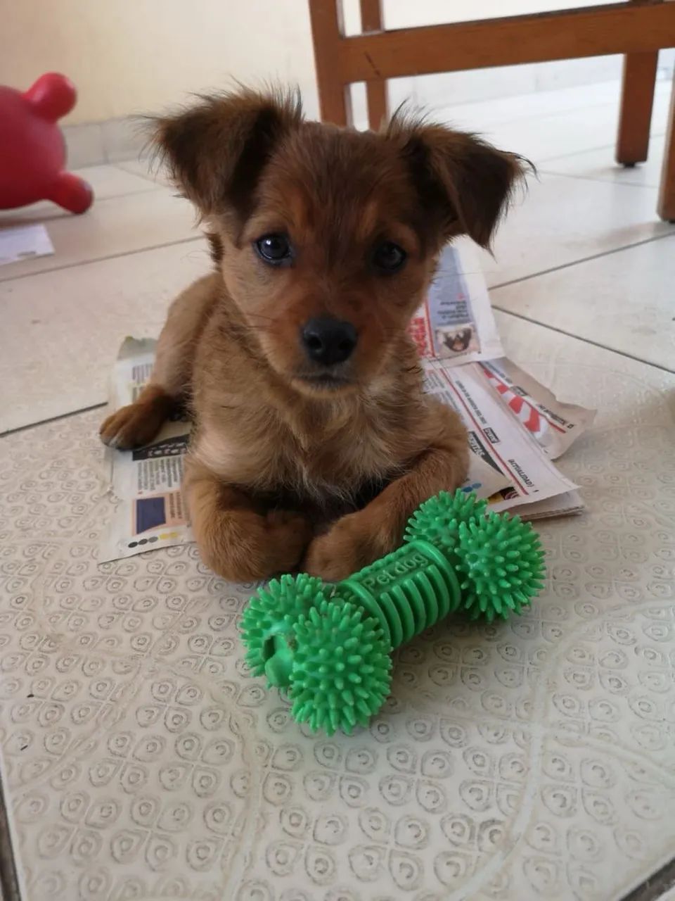 Doando cachorro filhote fêmea!!!!