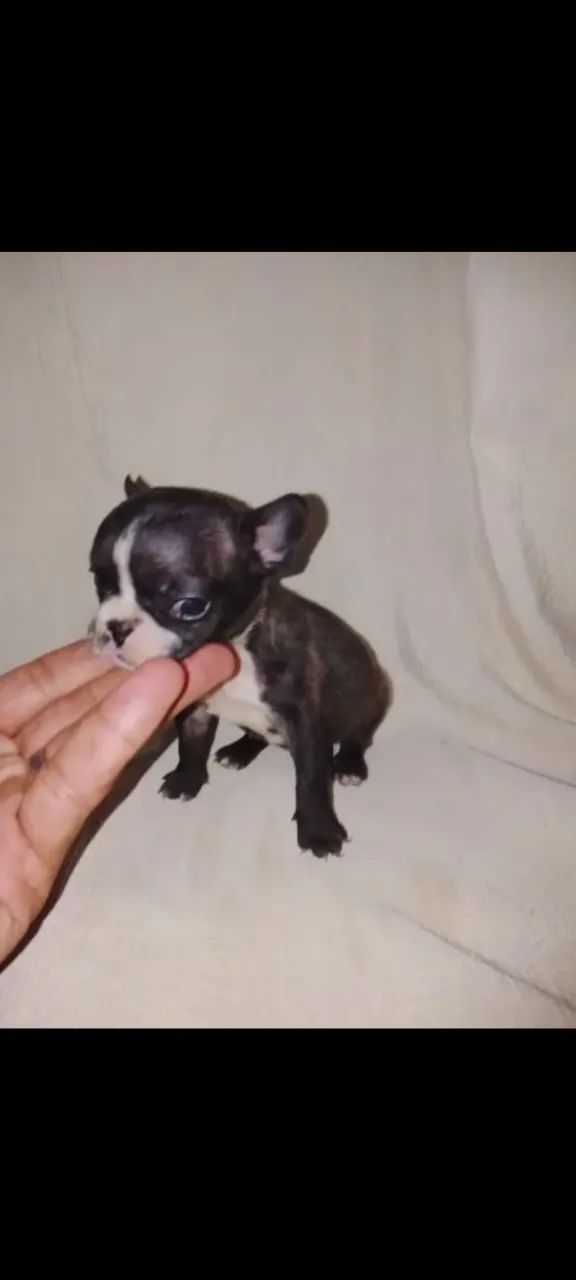 Buldogue micro machinho  - Foto 2