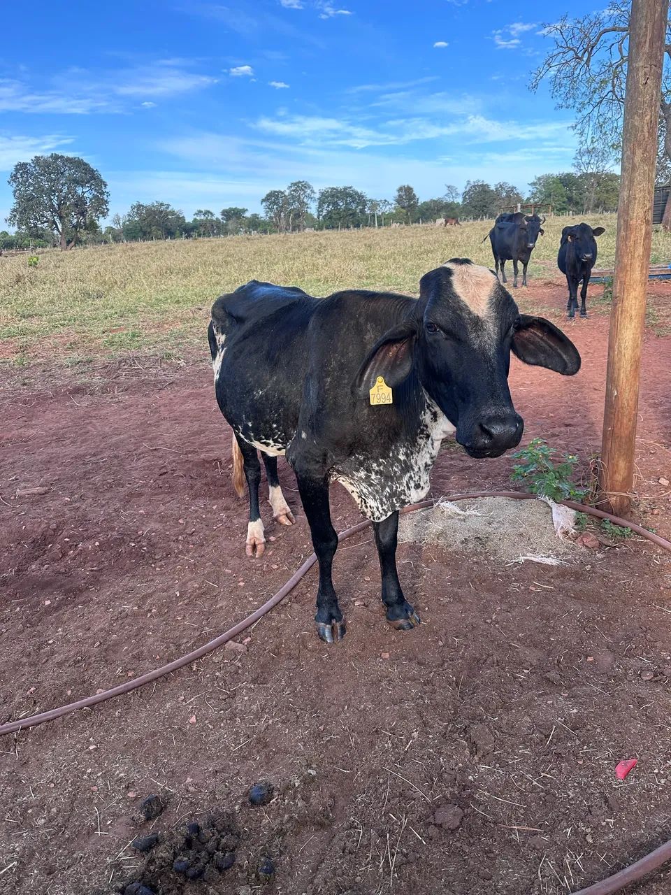 Vaca de leite