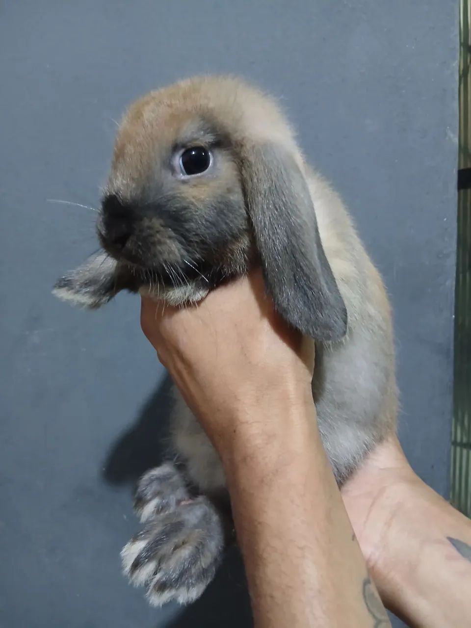 Coelho lop nacional  - Foto 5