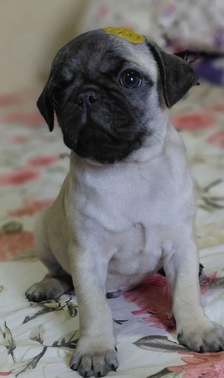 Pug macho 