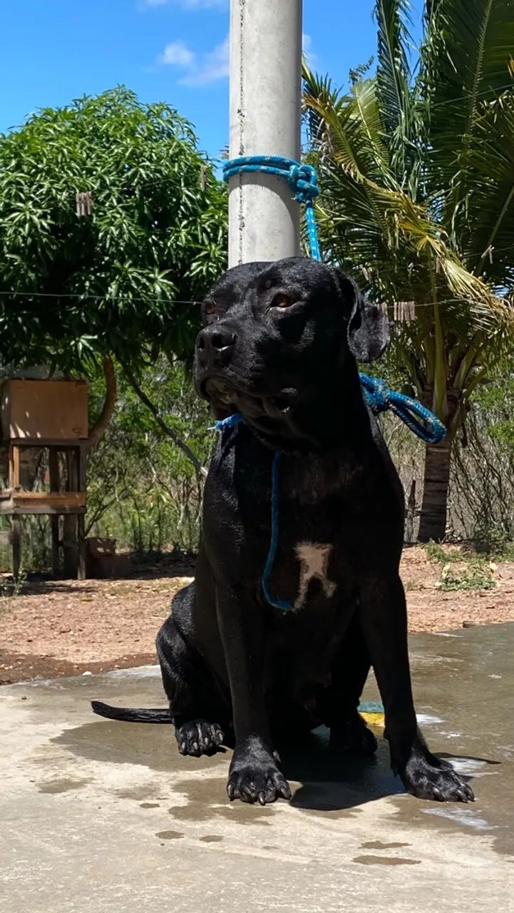 Filhotes de pitbull GG nascem no final desse mês  - Foto 2