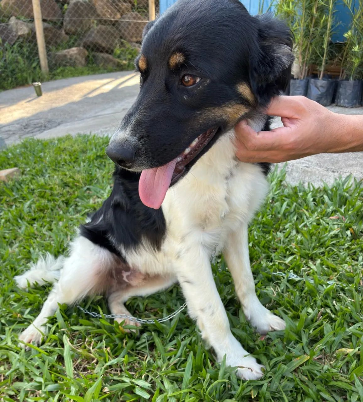 Doação de cachorro castrado - Foto 5