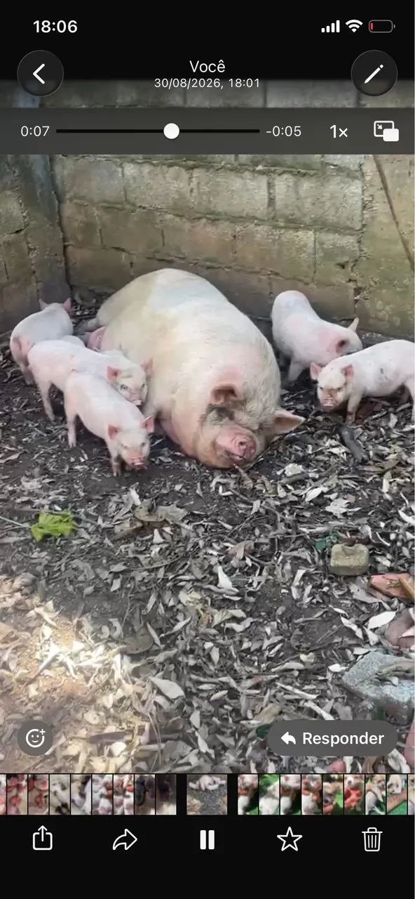 Mini pig rosa 