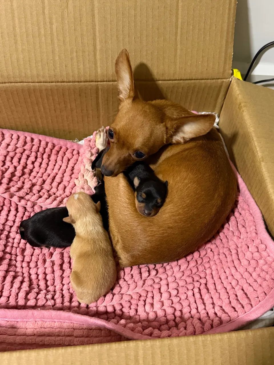 PINSCHER MINI  - Foto 5