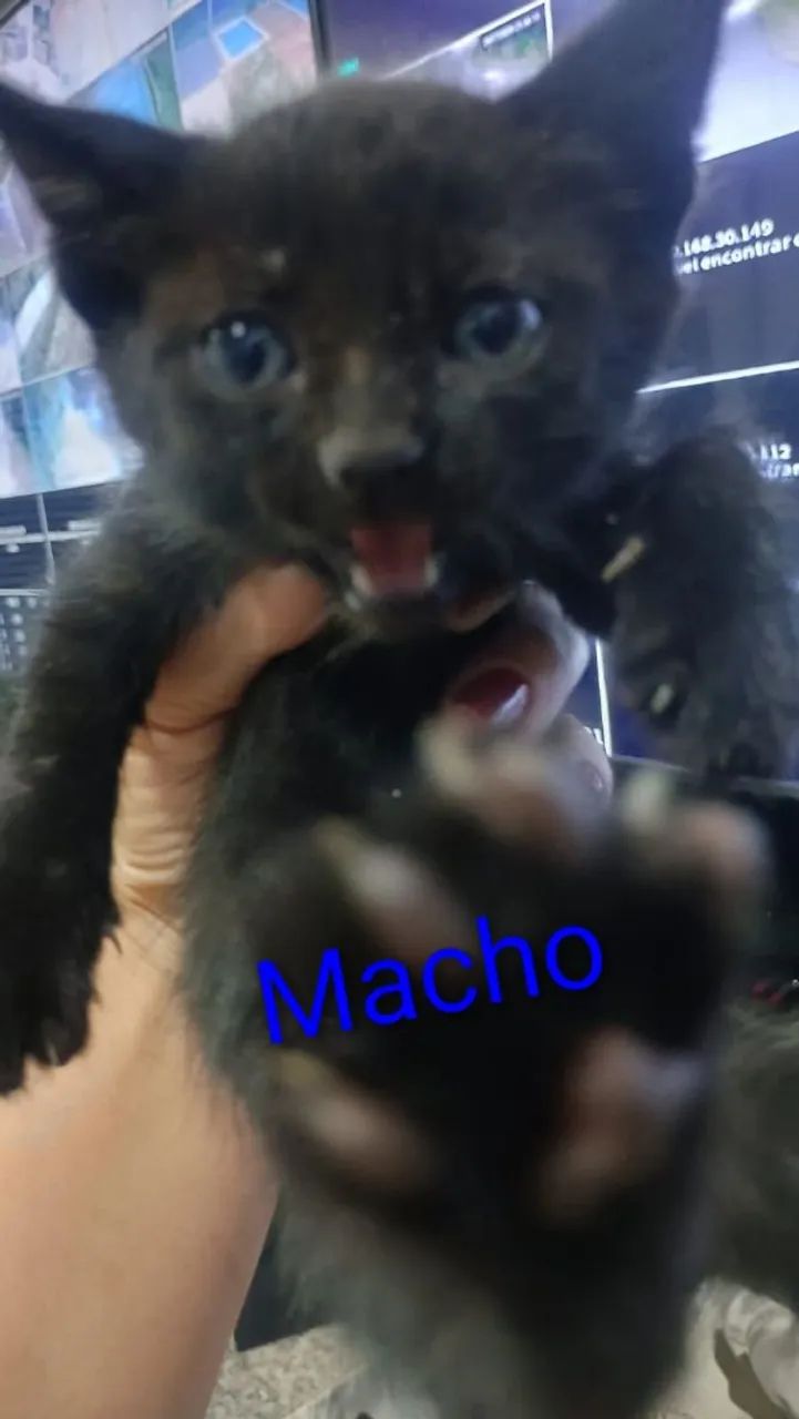 Gatinhos para doação  - Foto 3