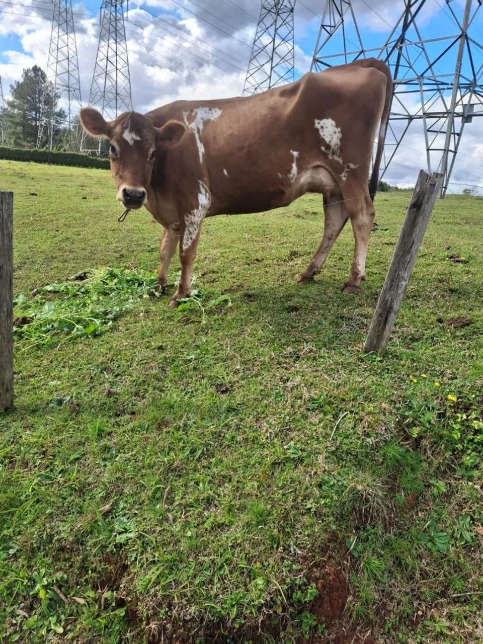 Vaca Jersey - Foto 2