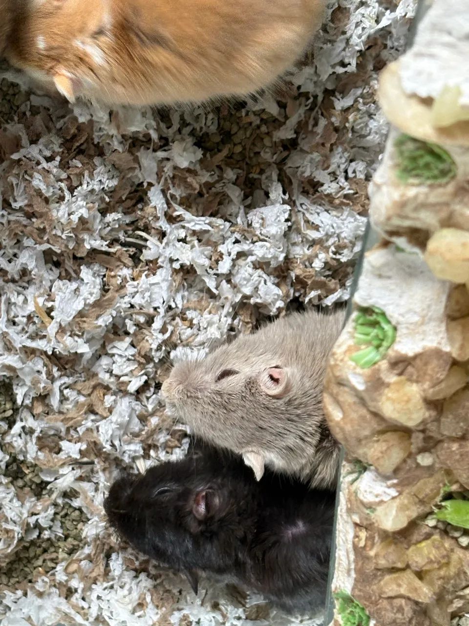 Gerbil, Esquilo da mongólia  - Foto 4