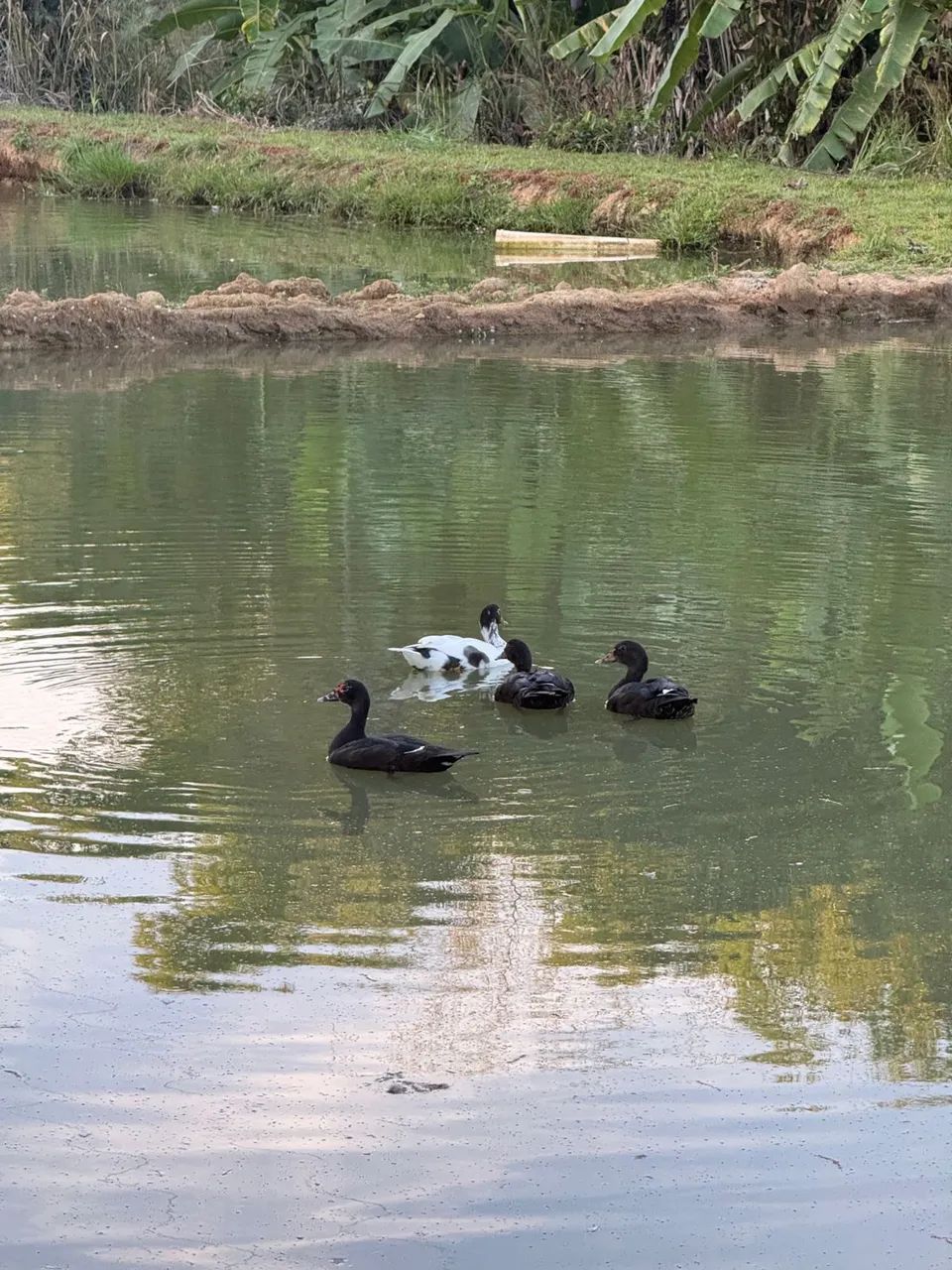 Pato - Foto 2