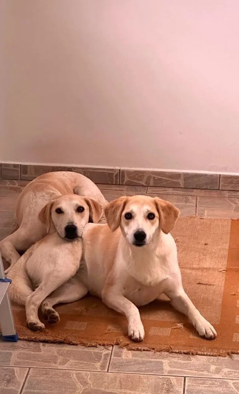 Adoção responsável - Daphine e Velma - Foto 2