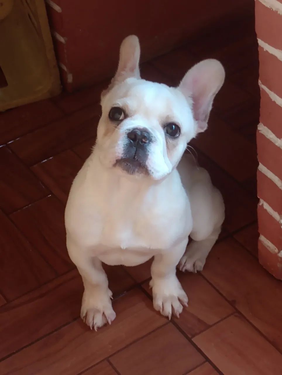 Buldogue francês  - Foto 2