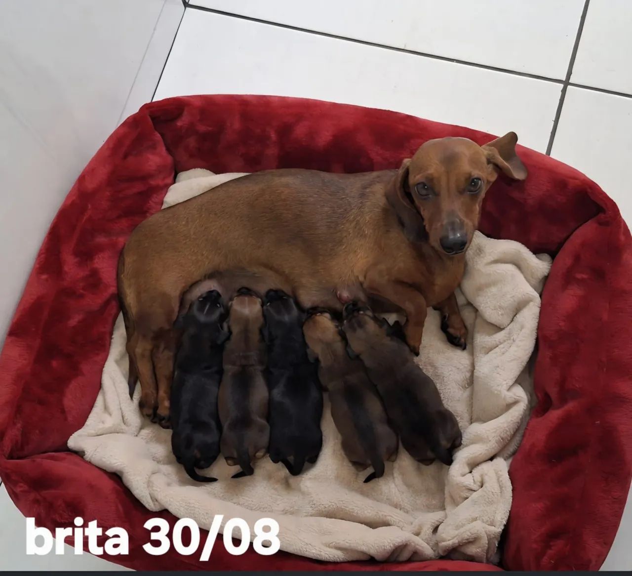 Basset  - Foto 5