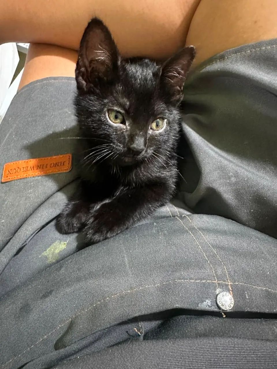 Doação de gatinhas  - Foto 2