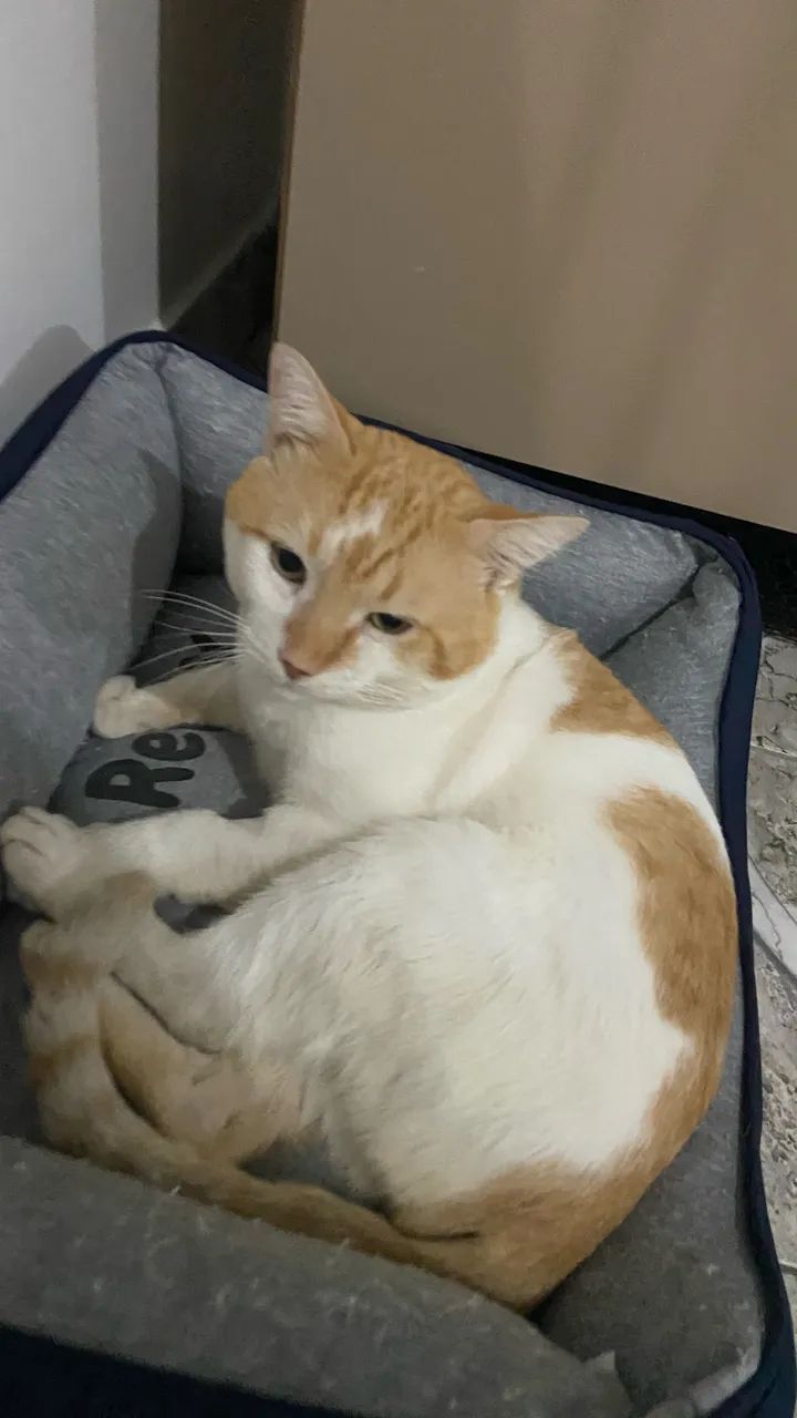 ADOÇÃO RESPONSÁVEL  - Foto 3