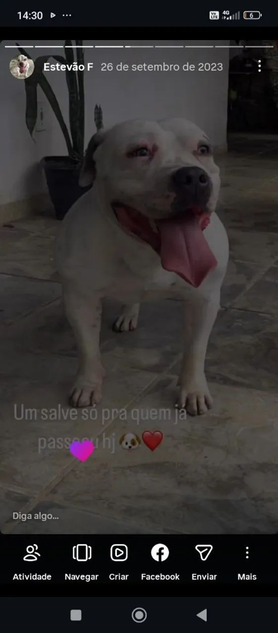 Vende-se filhotes de American bully  - Foto 3