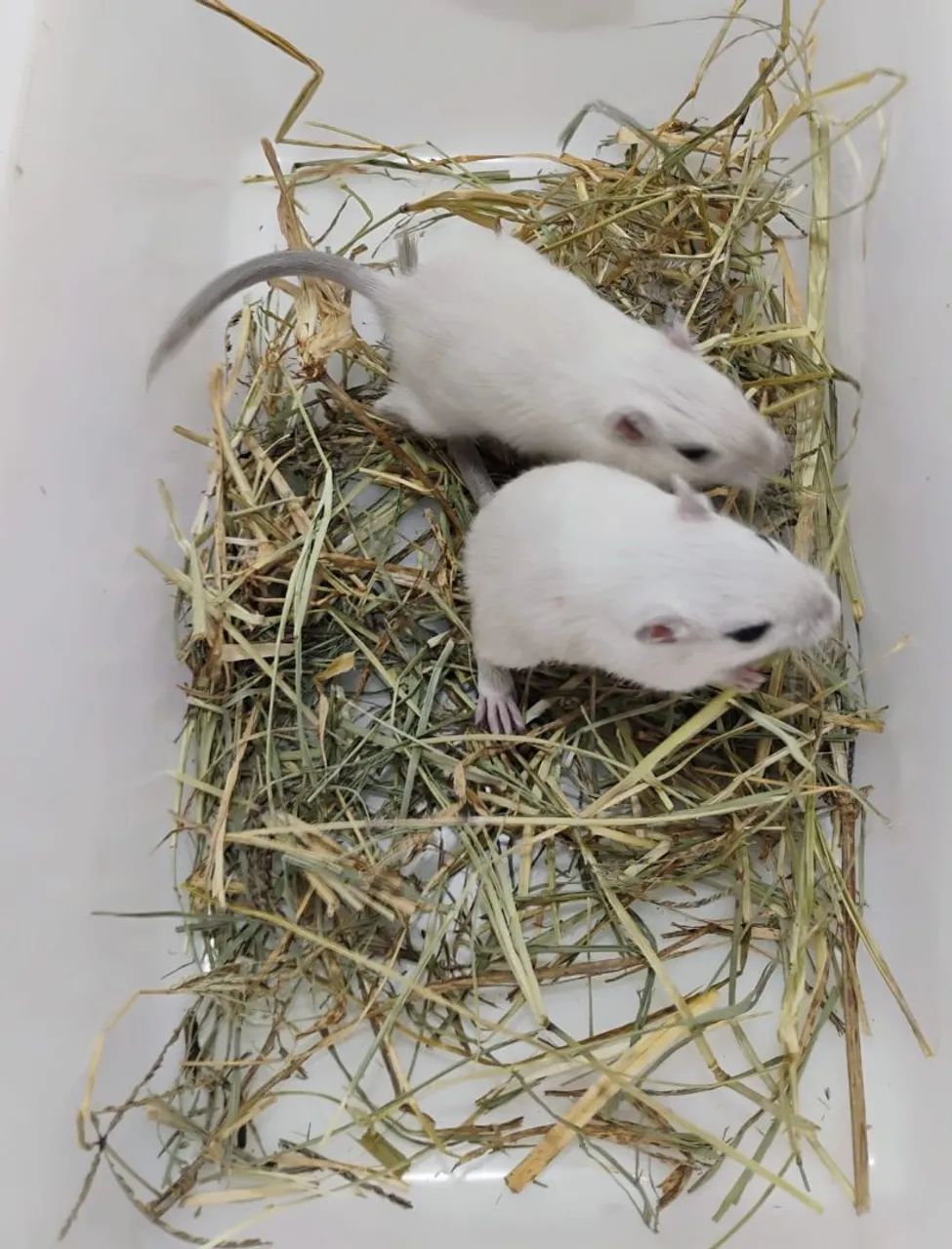 Gerbil / Esquilo da Mongólia  - Foto 2