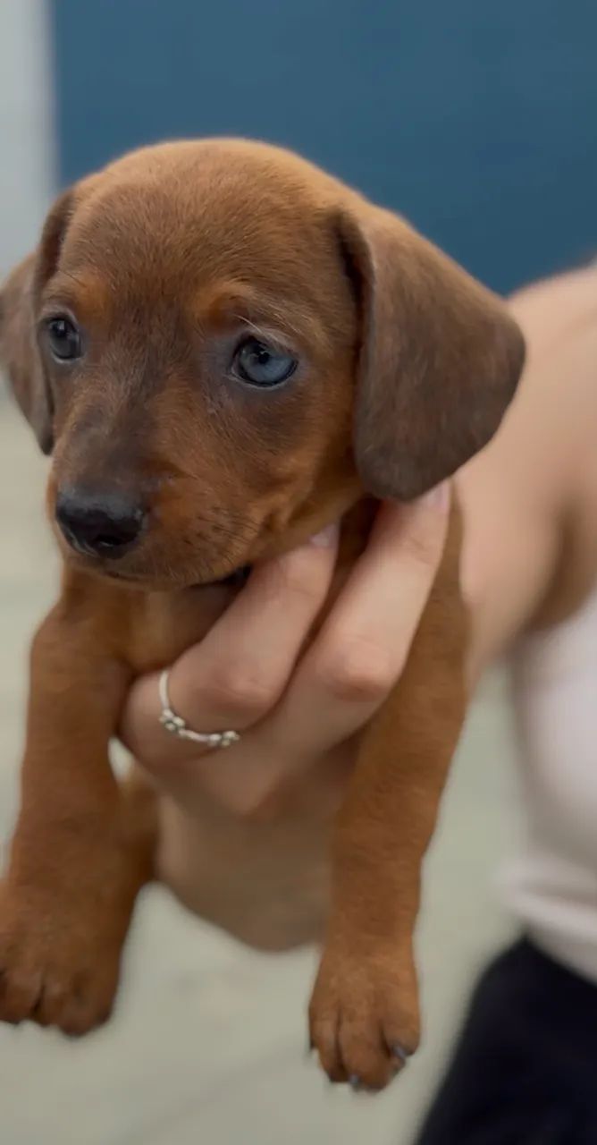 Basset Mini. 