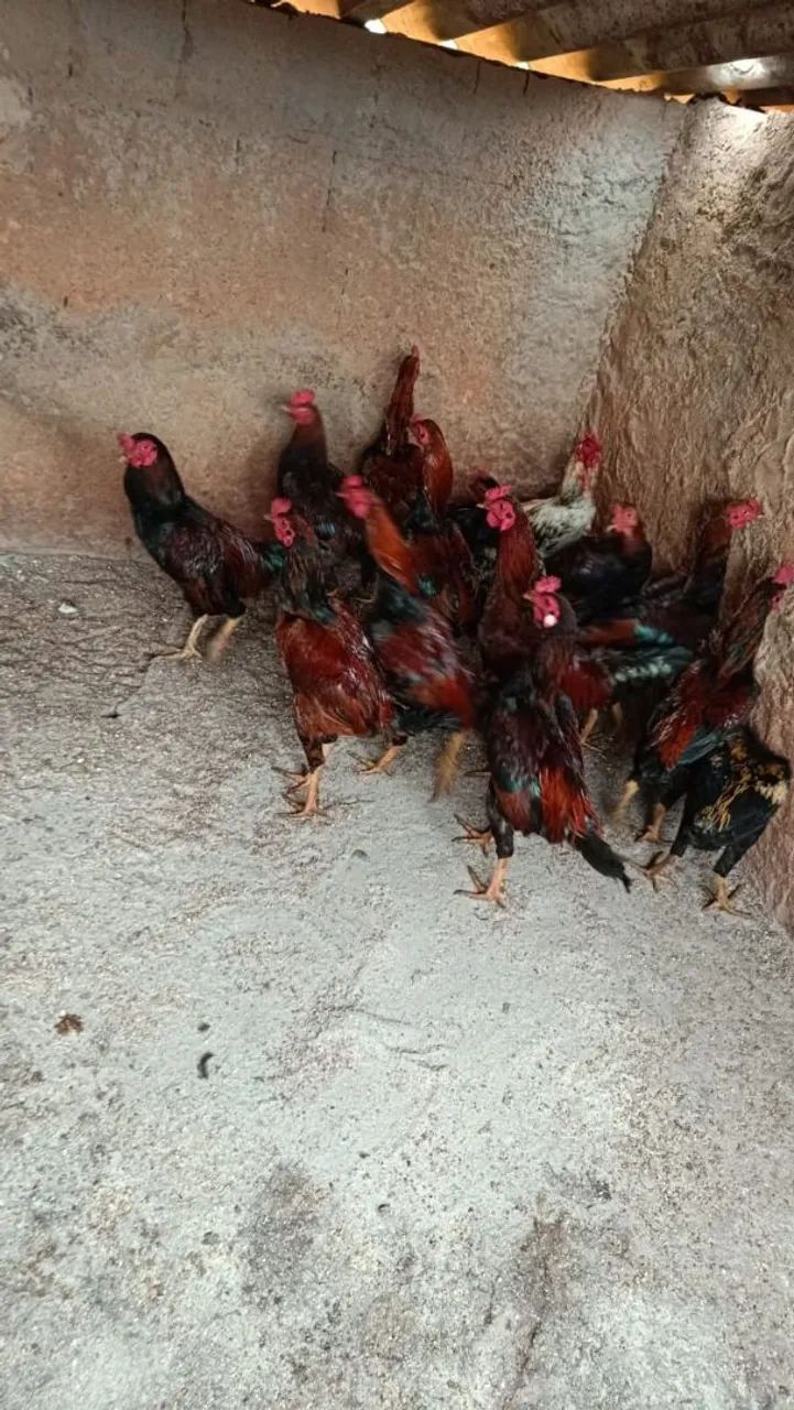 Frangos Caipira - Foto 2