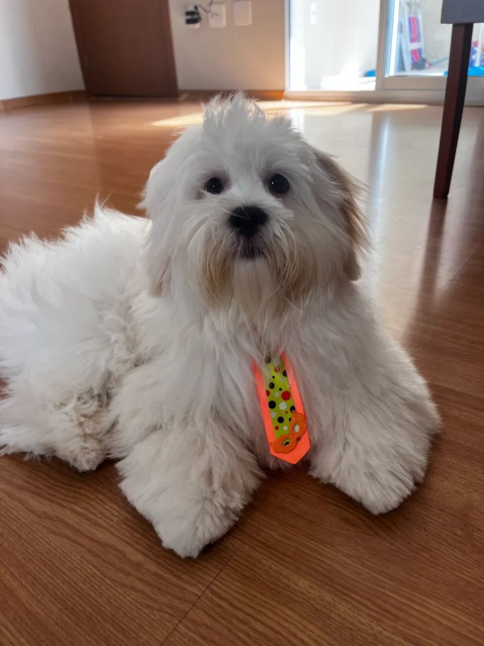 Lhasa Apso para cruzar 