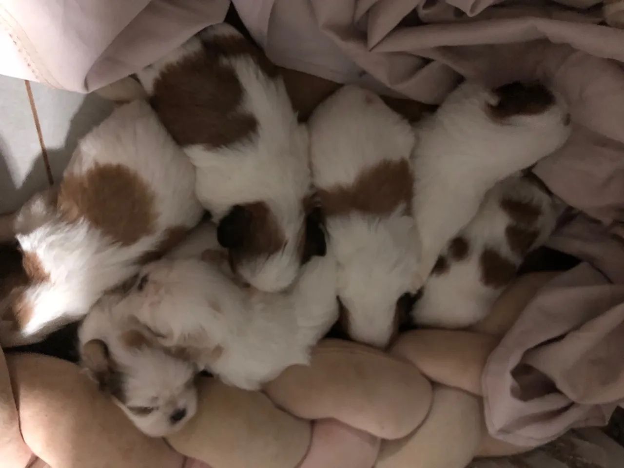 Cachorro  - Foto 2