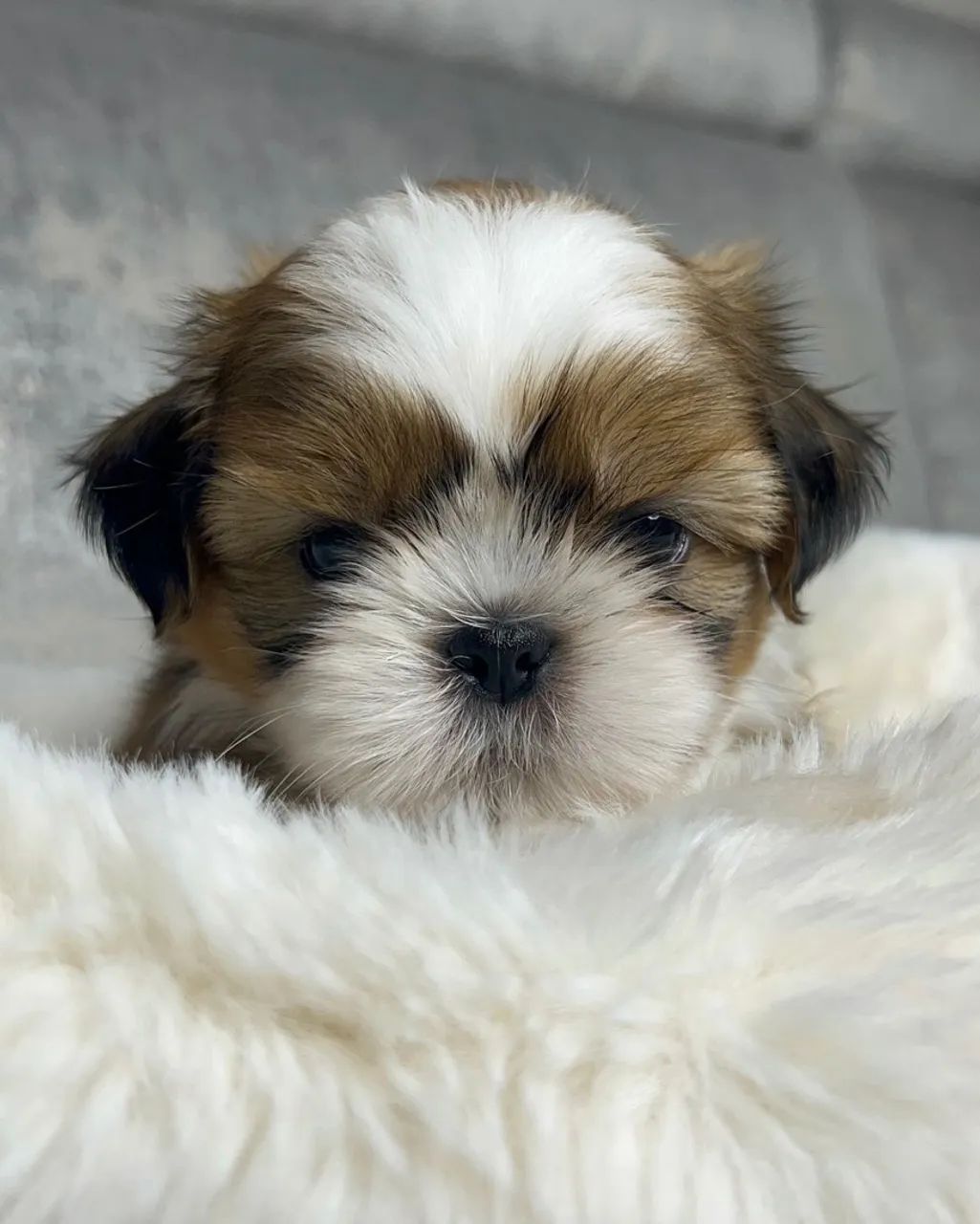 Shihtzu macho legítimo vacinado  - Foto 3