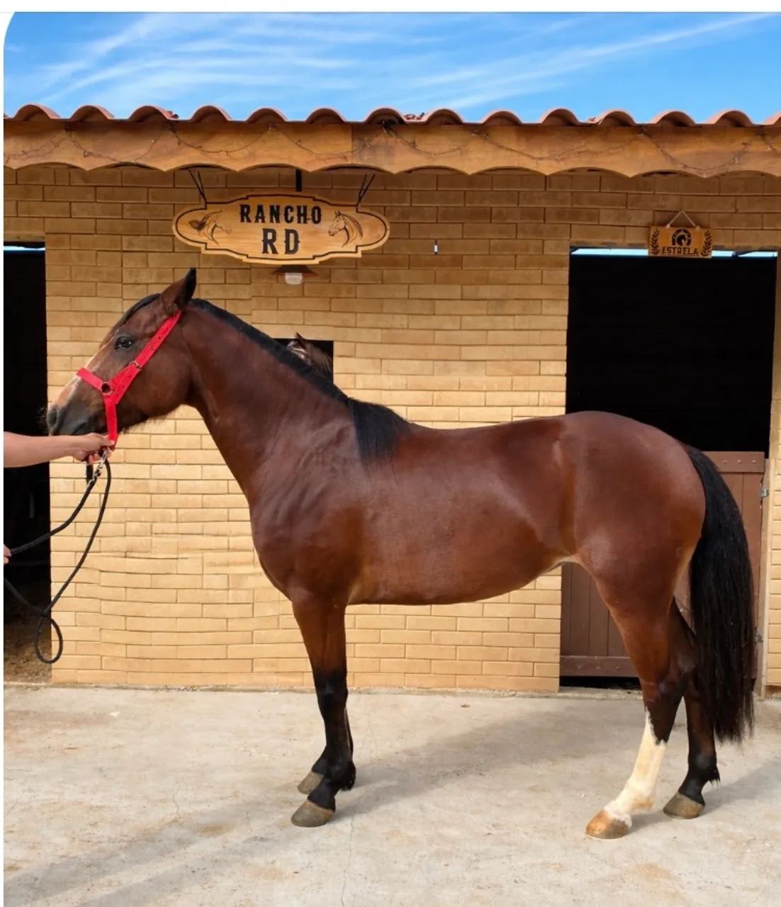 Égua crioula  - Foto 2