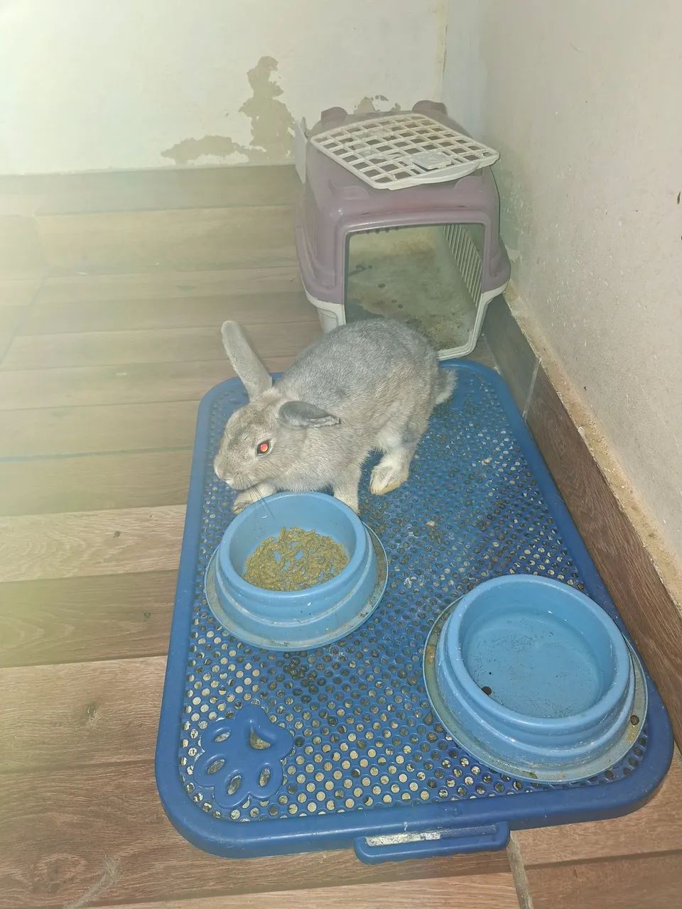 Mini coelho  - Foto 2