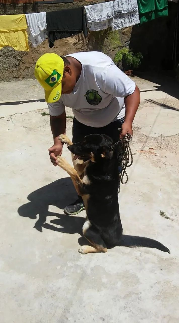 Adestramento de cães  - Foto 3