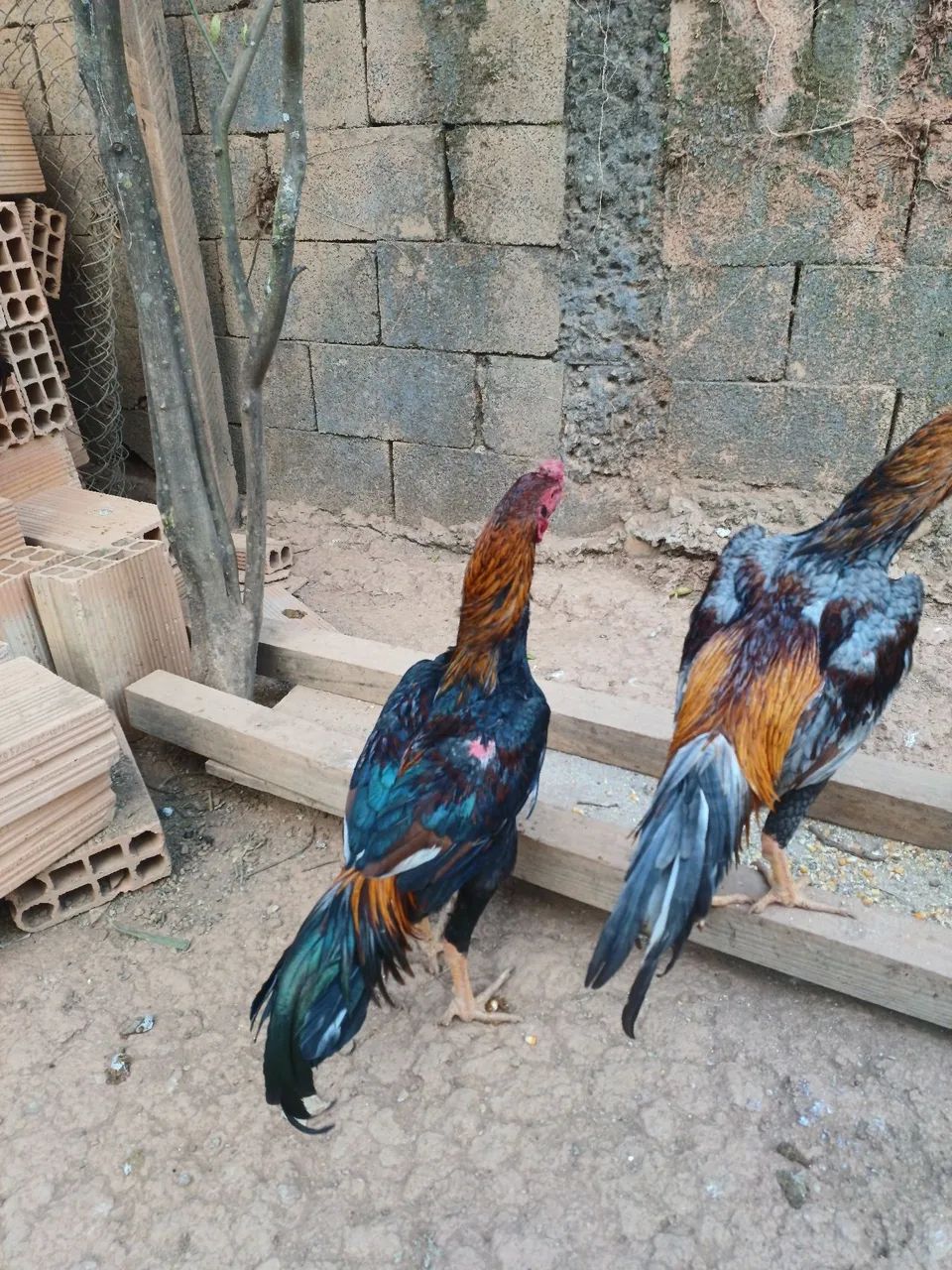 Frango indio  - Foto 2