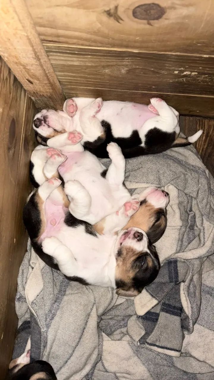 Filhotes de Beagle - Foto 2