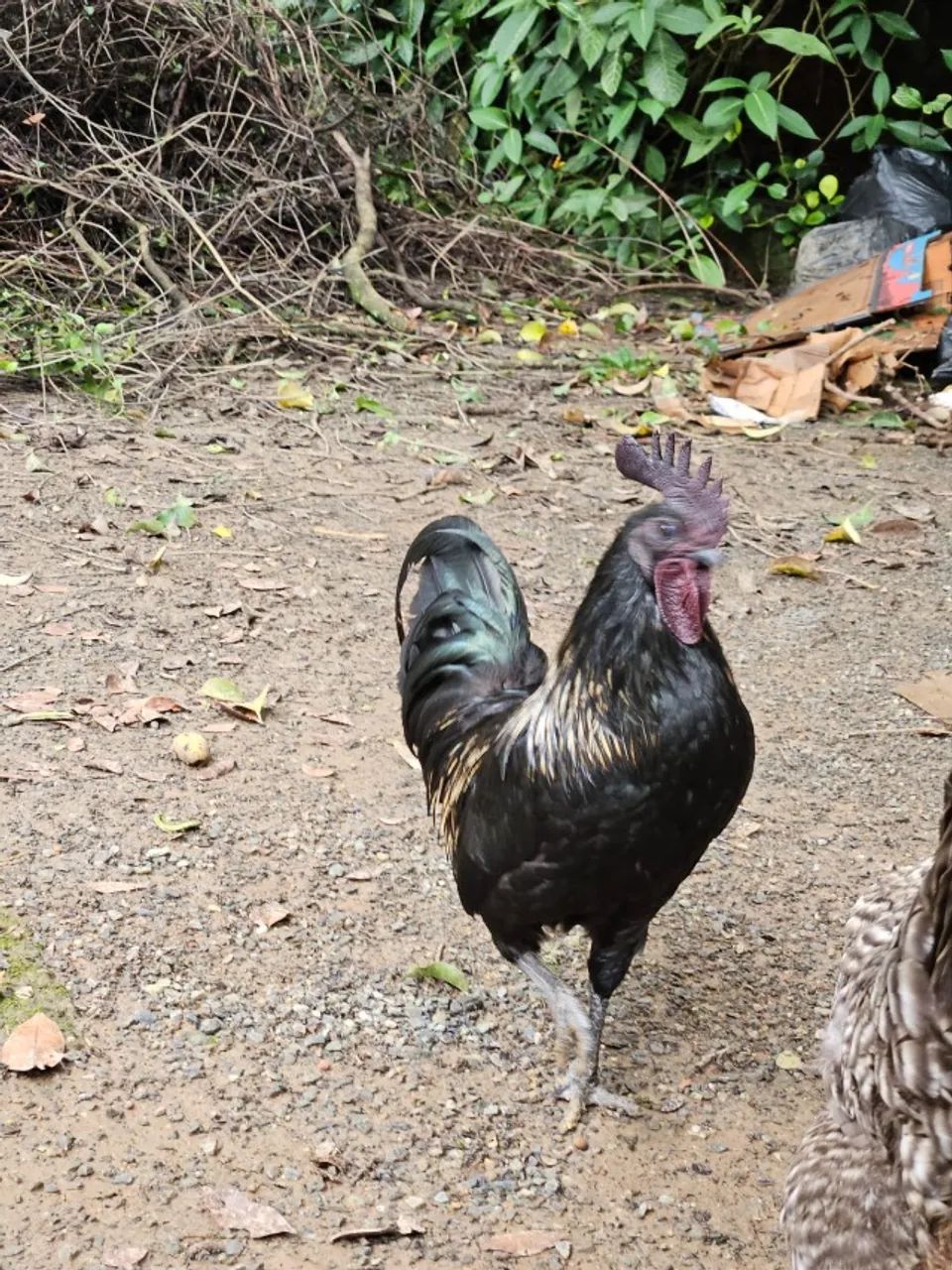 Galo Ayam Cemani