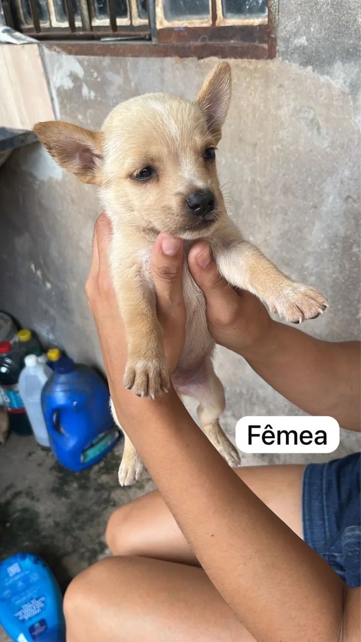 Cachorros - Foto 4