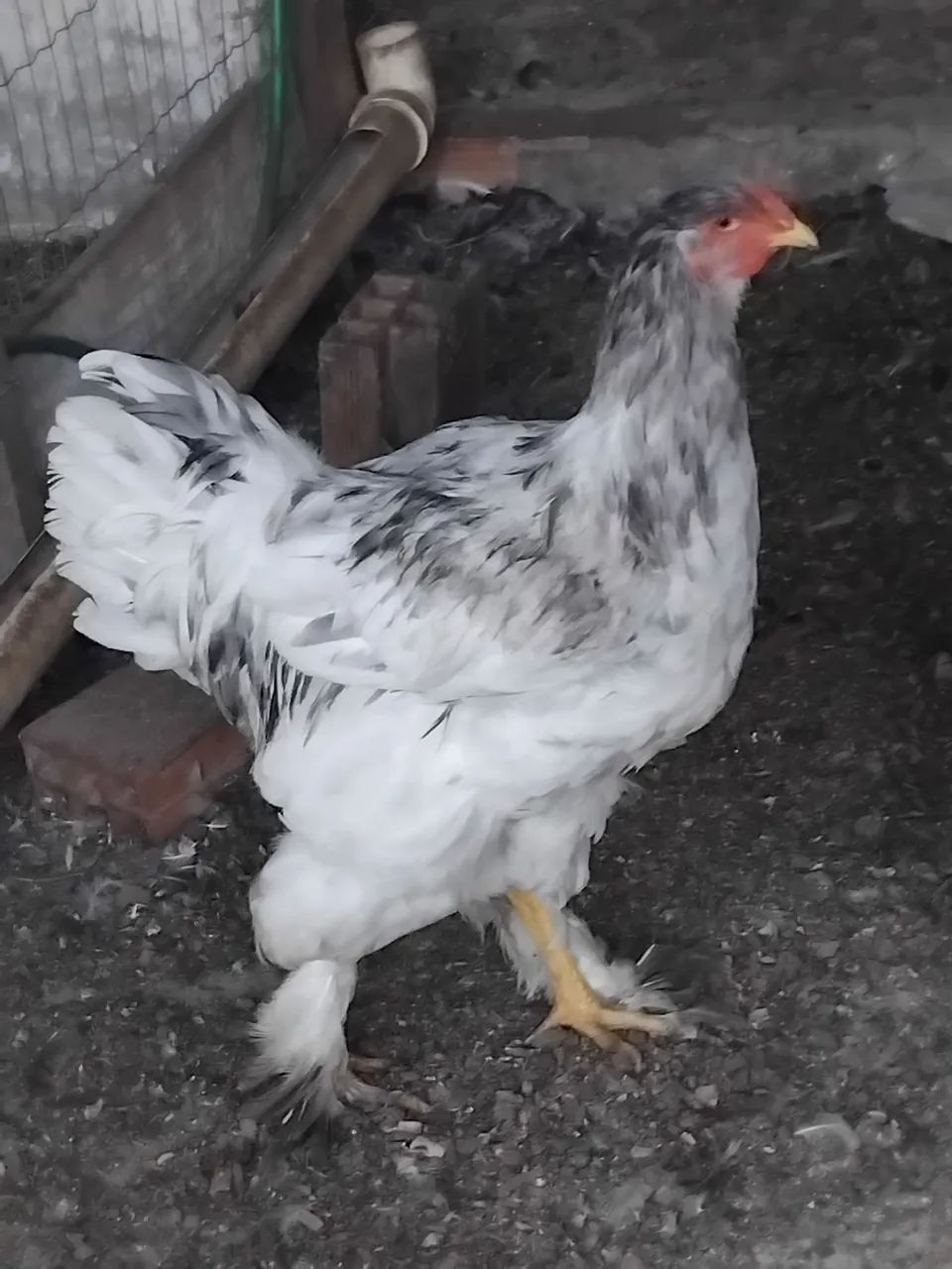 Frango Brahma