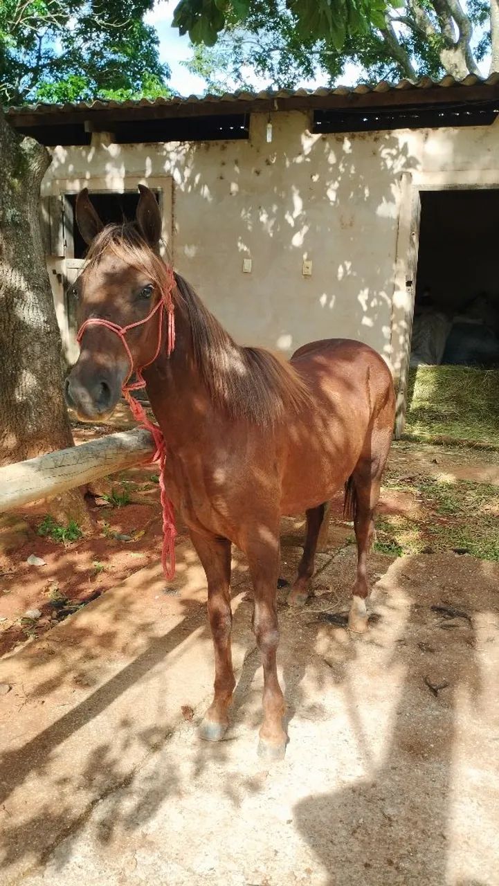 Potro Mangalarga Marchador 