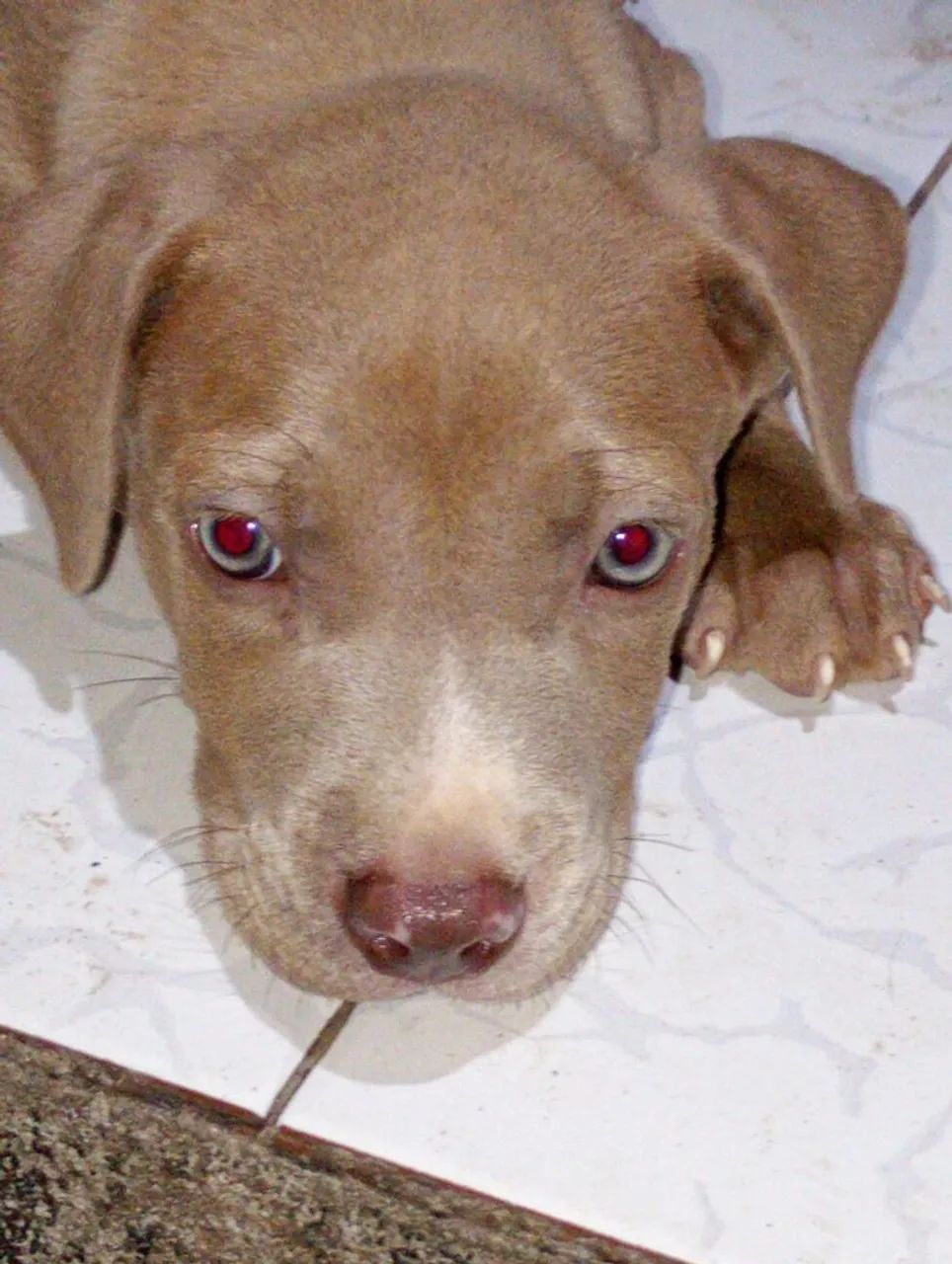 Filhote de Pitbull  - Foto 2