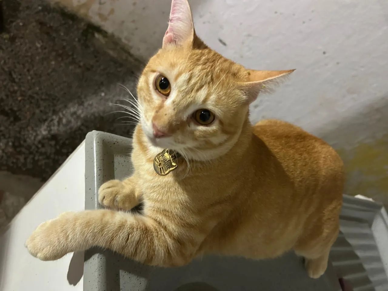 Gato macho para adoção 