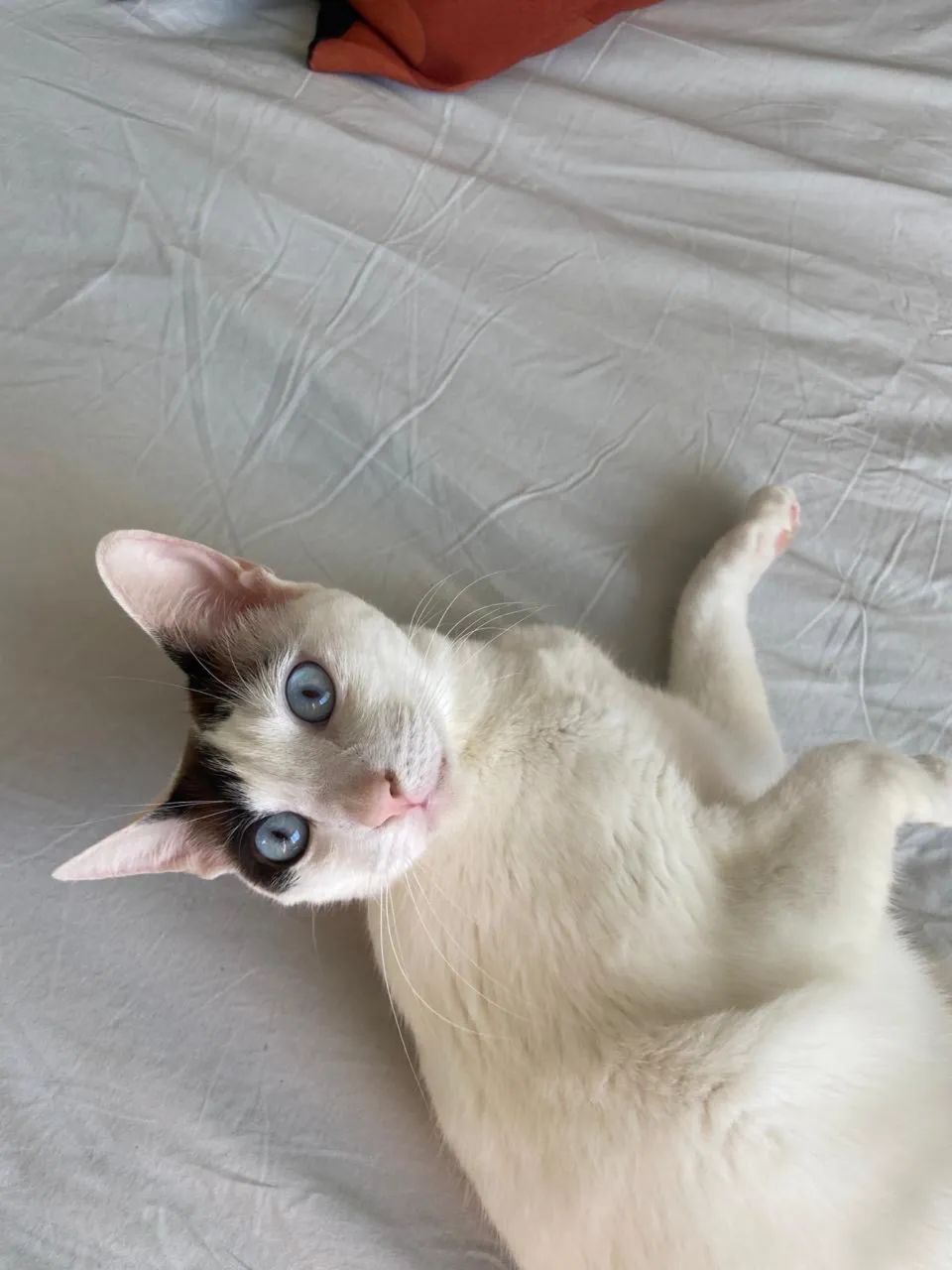 Gatinho lata doação 