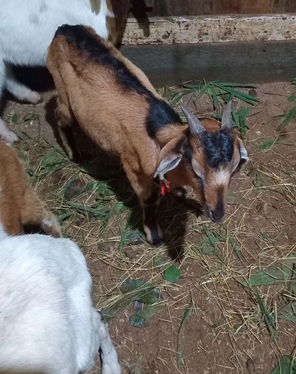 Vendo bodinhos  - Foto 4