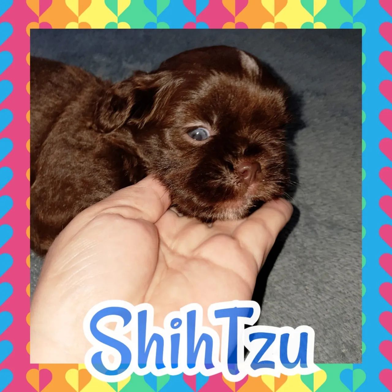 Shihtsu macho lindíssimo  - Foto 2