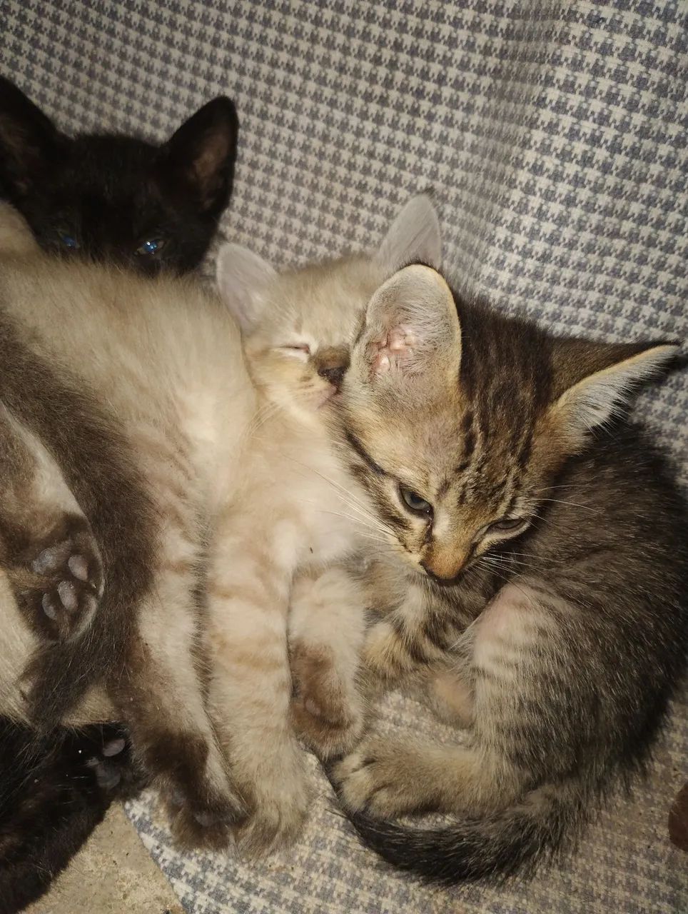Gatos - Foto 2