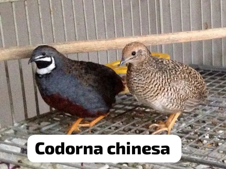 Codorna chinesa lote