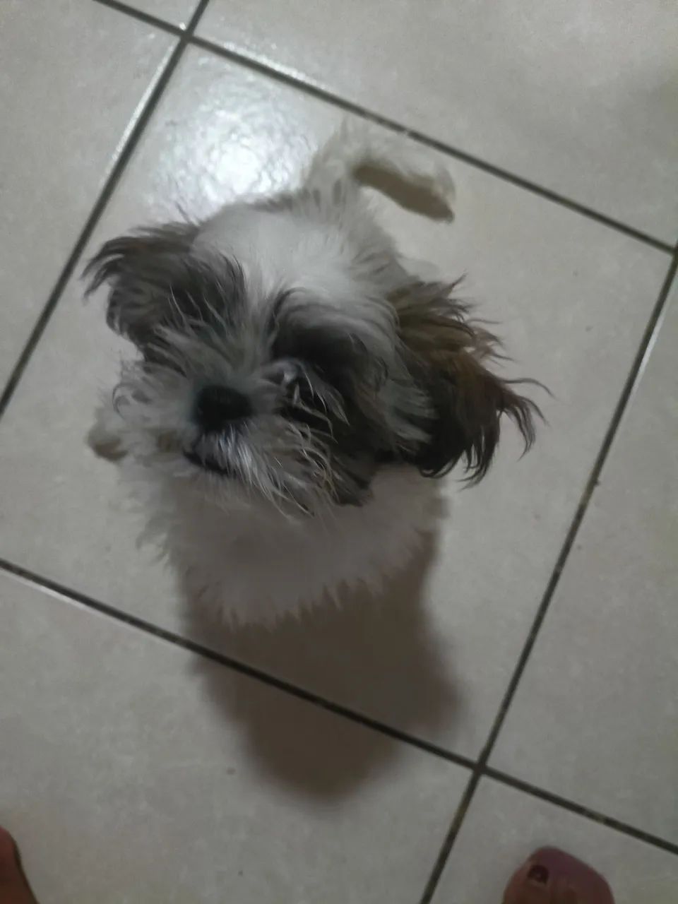 Vende Shih - Tzu - Foto 4