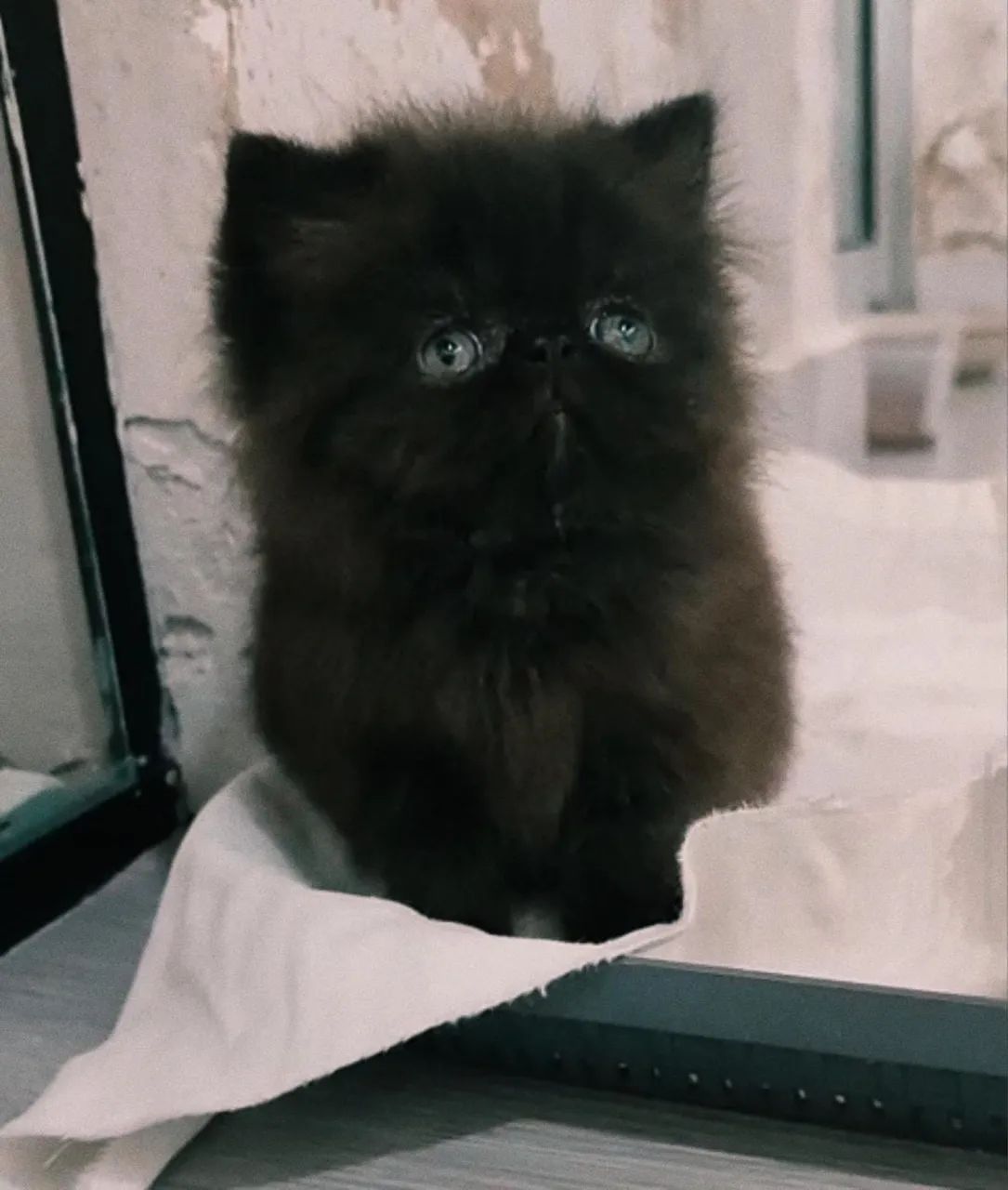 Gato persa 