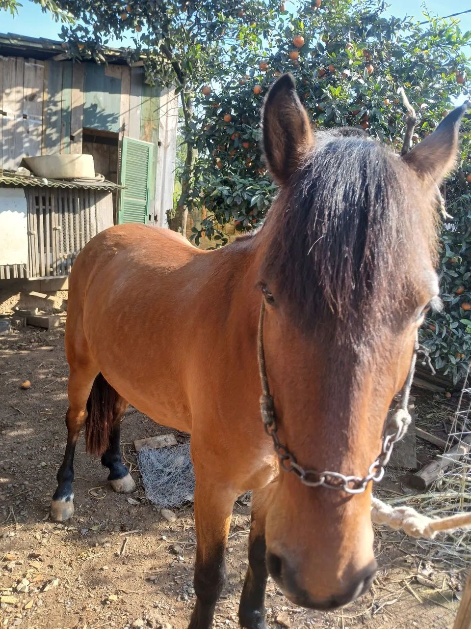 Cavalo - Foto 4