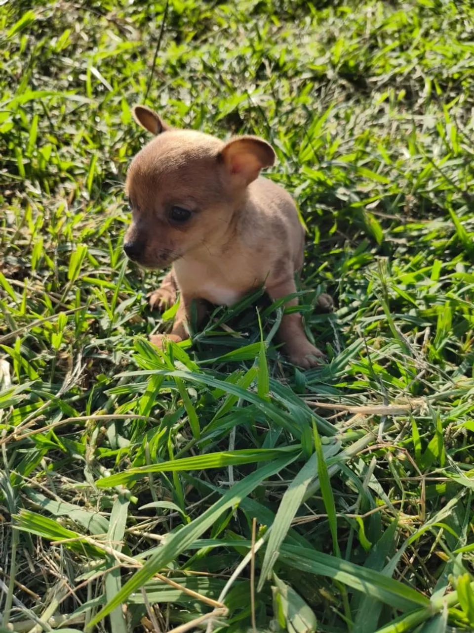 Mini pinscher  - Foto 2