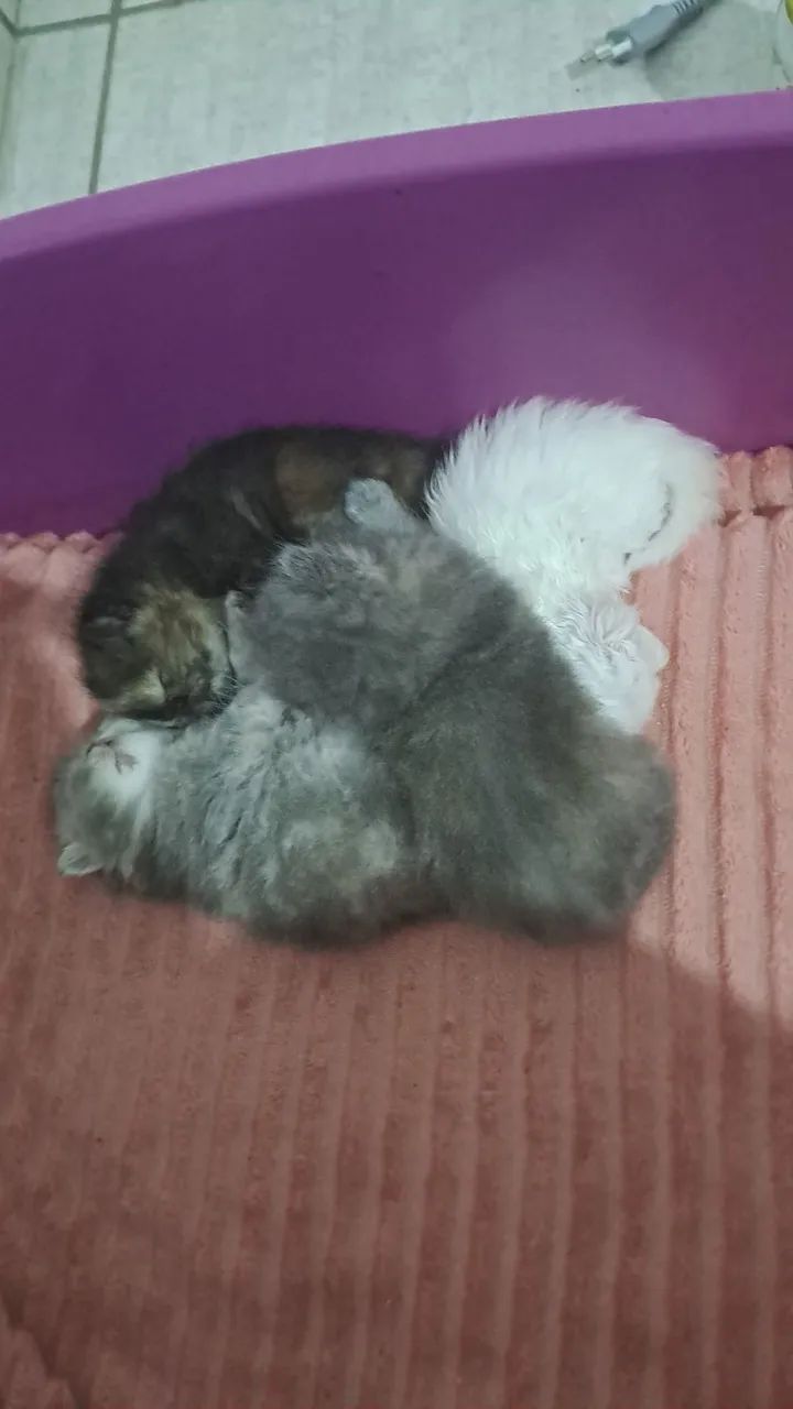 PET - Foto 5