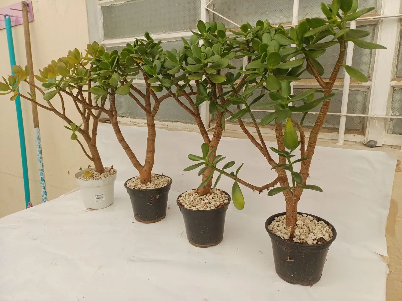 Planta Jade - Foto 4