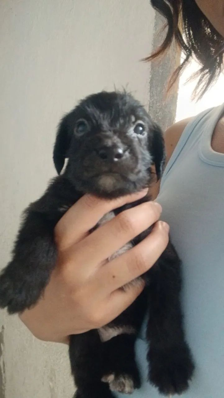 Vendo pinscher misturado com poodle - Foto 2