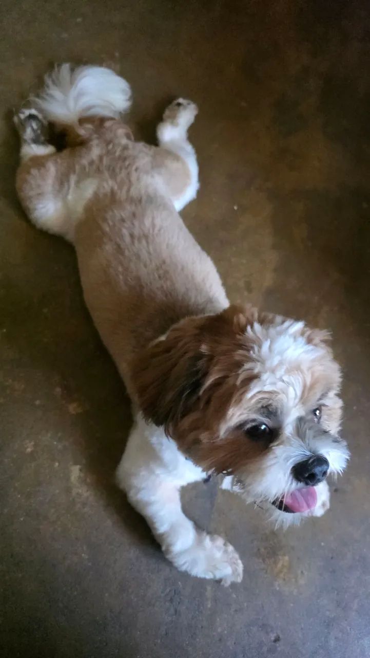 Shih-tzu 