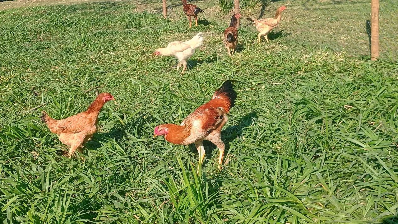 Galinha caipiras  - Foto 2